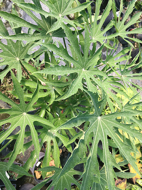 FATSIA POLYCARPA CUT-LEAVED FORM