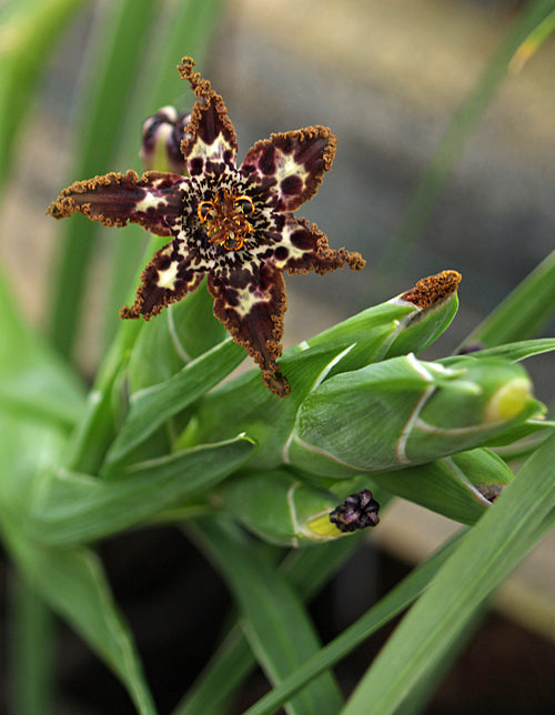 FERRARIA CRISPA