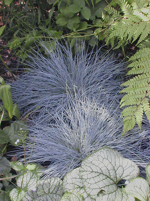 FESTUCA GLAUCA 'ELIJAH BLUE'