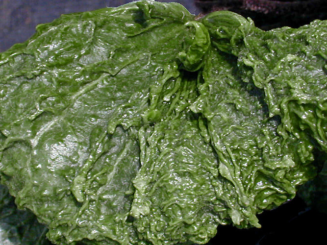 FARFUGIUM JAPONICUM 'RYUTO'