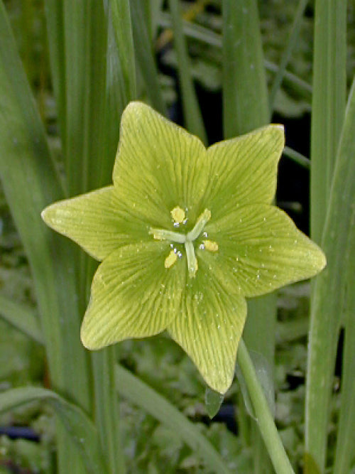 FRITILLARIA GRAYANA