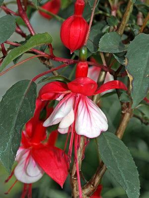 FUCHSIA 'ALICE HOFFMAN'