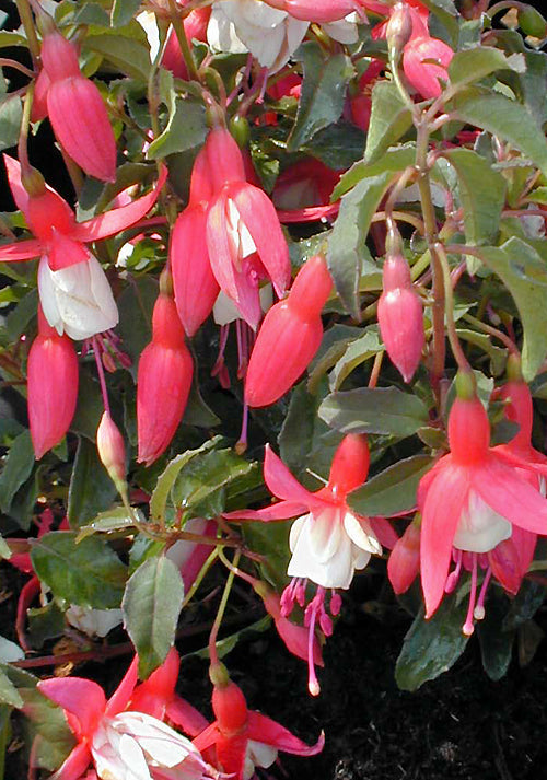 FUCHSIA 'ANITA'