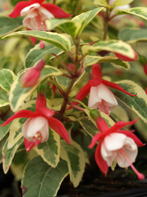 FUCHSIA 'JEAN WEBB'