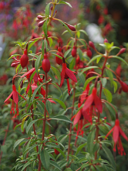 FUCHSIA MAGELLANICA var.GRACILIS