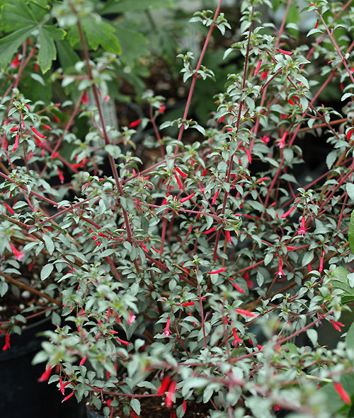 FUCHSIA MICROPHYLLA 'SILVER LINING'