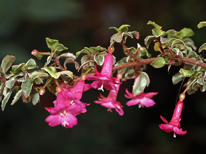 FUCHSIA MICROPHYLLA 'SPARKLE'
