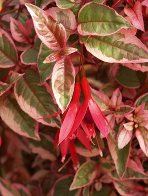 FUCHSIA 'TOM WEST'
