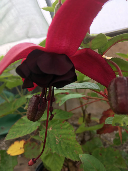 FUCHSIA 'BLACKY'