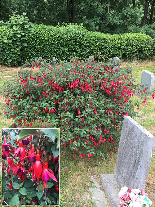 FUCHSIA 'LADY BOOTHBY'