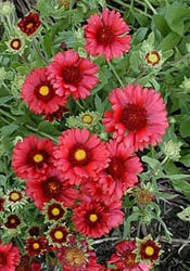 GAILLARDIA 'BURGUNDER'
