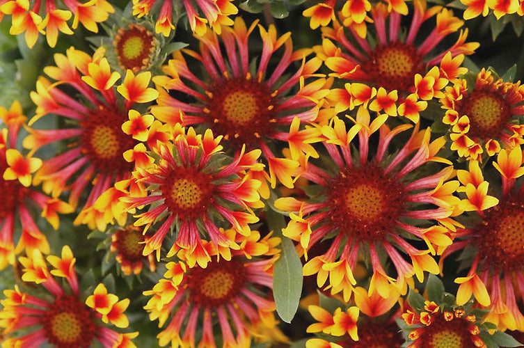GAILLARDIA 'FANFARE'