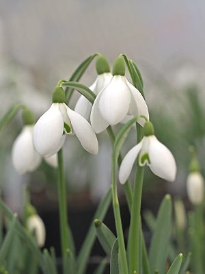 GALANTHUS 'BRENDA TROYLE'
