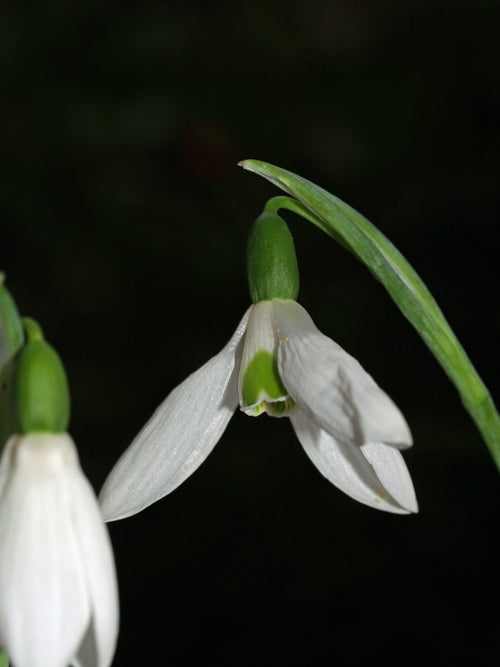 GALANTHUS ELWESII (HIEMALIS GROUP) 'BARNES'