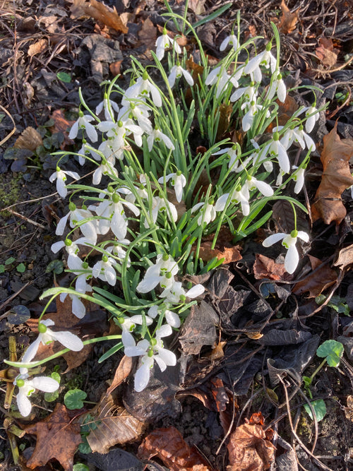 GALANTHUS 'BILL BISHOP'