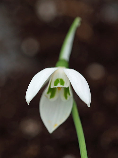 GALANTHUS ELWESII 'DEER SLOT'