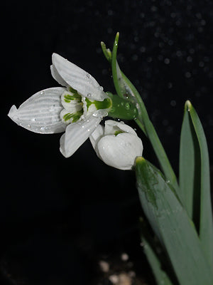 GALANTHUS ELWESII var.MONOSTICTUS 'LOOK-UP TWIN'