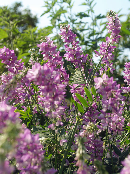 GALEGA 'LADY WILSON'