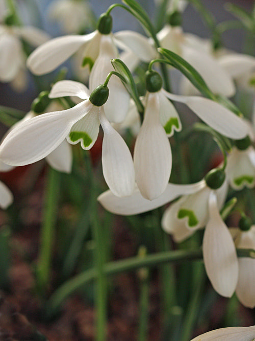 GALANTHUS REGINAE-OLGAE JCA 509.301