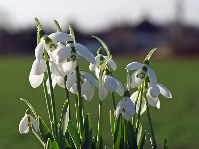 GALANTHUS 'LITTLE POPPET'