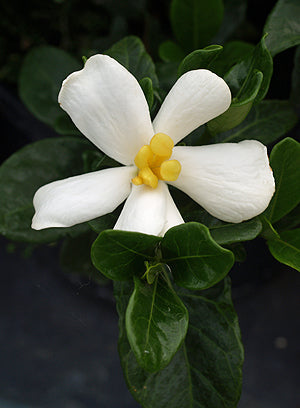 GARDENIA JASMINOIDES 'KLEIM'S HARDY'