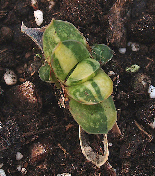 GASTERIA GRACILIS VARIEGATED