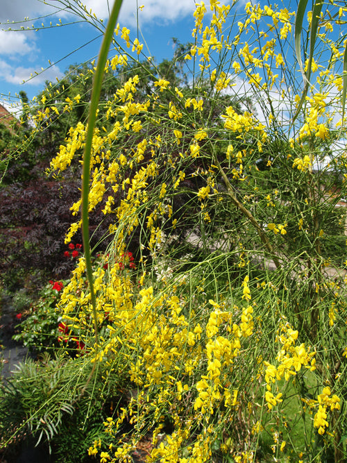 Genista aetnensis | Mount Etna Broom