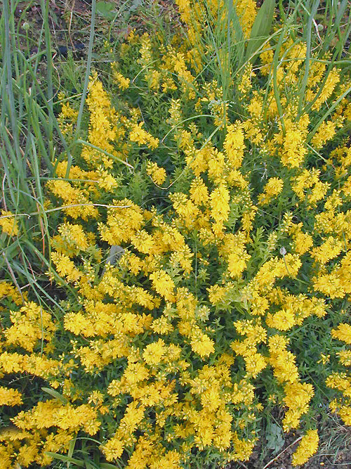 GENISTA TINCTORIA 'FLORA PLENO'