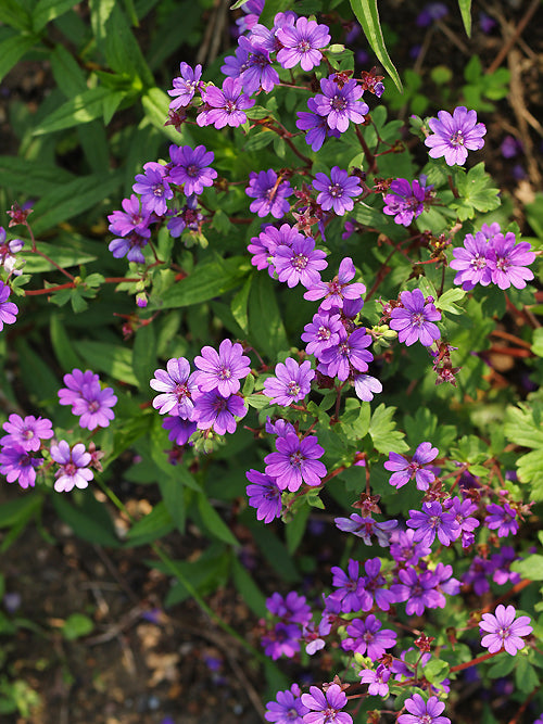 GERANIUM PYRENAICUM 'BILL WALLIS'