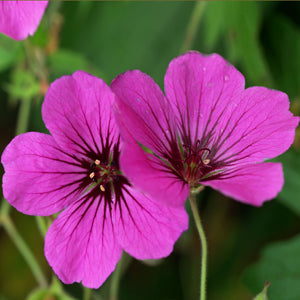 GERANIUM PSILOSTEMON 'COTON GOLIATH'