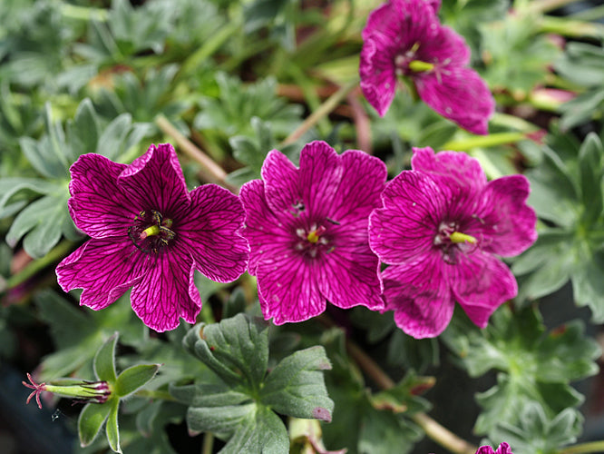 GERANIUM CINEREUM 'PURPLE PILLOW'