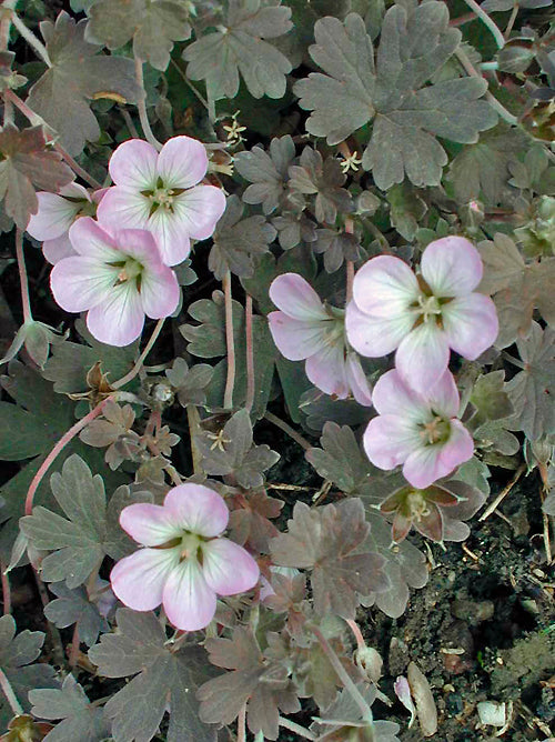 GERANIUM 'DUSKY CRÛG'