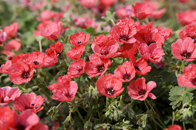 GERANIUM 'JOLLY JEWEL SALMON'