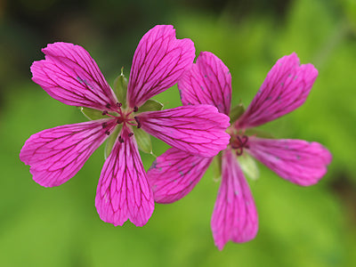 GERANIUM 'KANAHITOBANAWA'