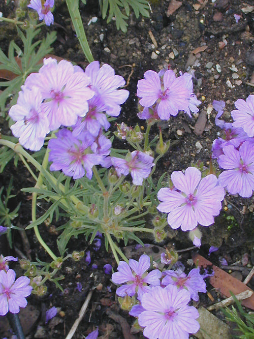 GERANIUM MACROSTYLUM MP 8103D