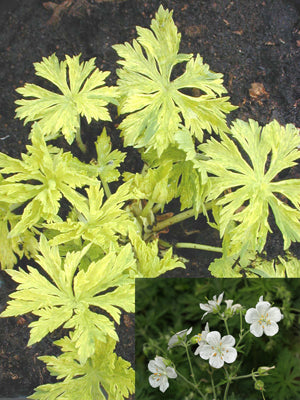 GERANIUM PRATENSE VARIEGATED WHITE