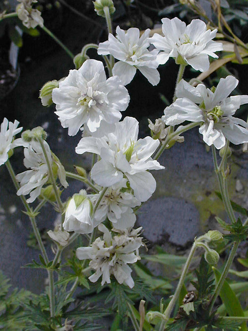 GERANIUM PRATENSE 'PLENUM ALBUM'