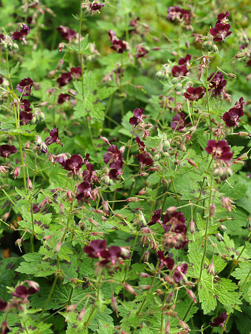 GERANIUM PHAEUM
