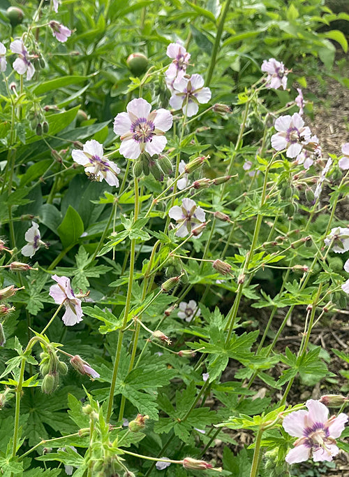 GERANIUM PHAEUM 'ANITA ALICE'
