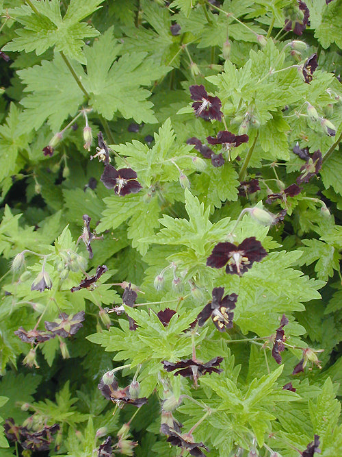 GERANIUM PHAEUM 'CHOCOLATE CHIP'