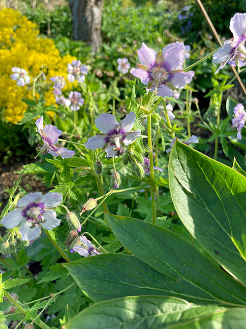 GERANIUM PHAEUM 'WENDY'S BLUSH'