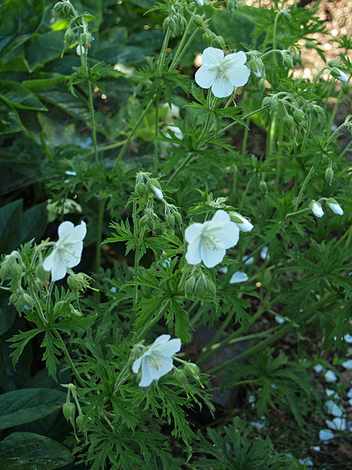 GERANIUM PRATENSE var.PRATENSE f.ALBIFLORUM