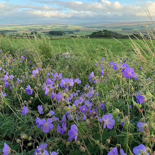 GERANIUM PRATENSE