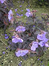 GERANIUM PRATENSE 'MIDNIGHT REITER'