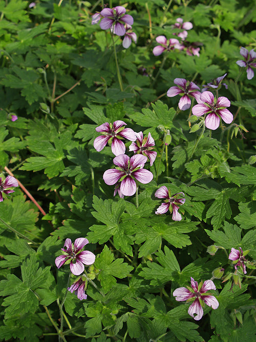 GERANIUM 'SALOME'