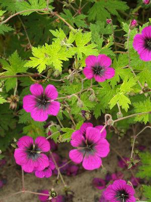GERANIUM 'SANDRINE'