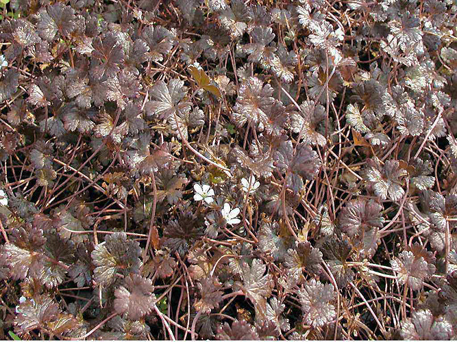 GERANIUM BREVICAULE 'NIGRICANS'