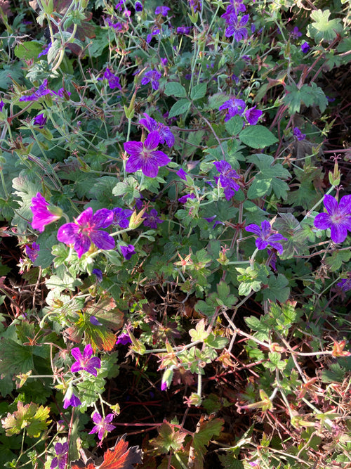 GERANIUM WLASSOVIANUM