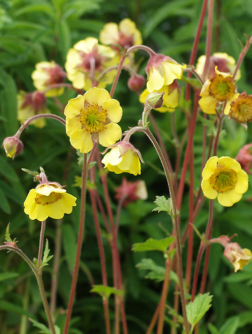 GEUM 'HERTERTON LEMON'