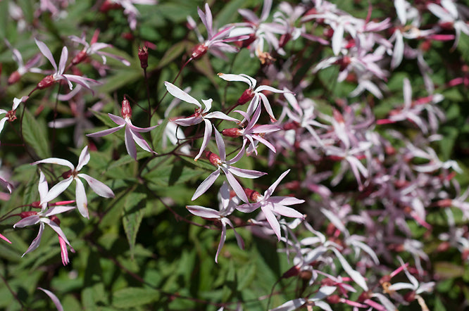GILLENIA TRIFOLIATA 'PINK PROFUSION'